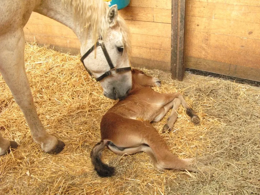 Foal Health